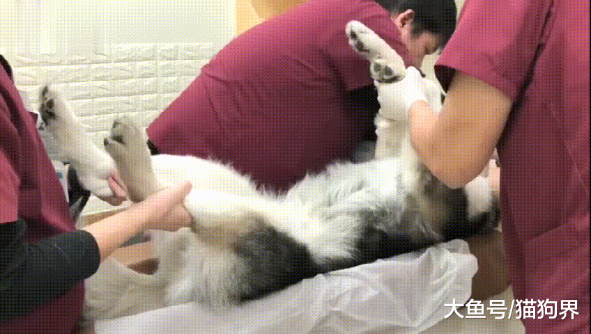主人: 医生给你看病呢! 你别搞得跟杀猪似的! 二哈: 救命啊!