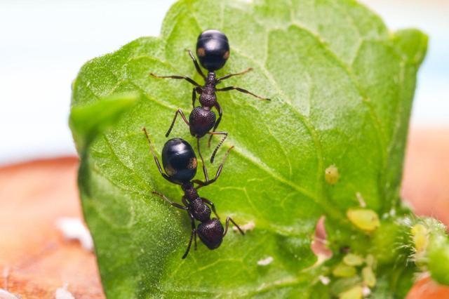 赶快住手! 这种水浇花死得快, 很多人不知道, 盆栽全都白白死了!