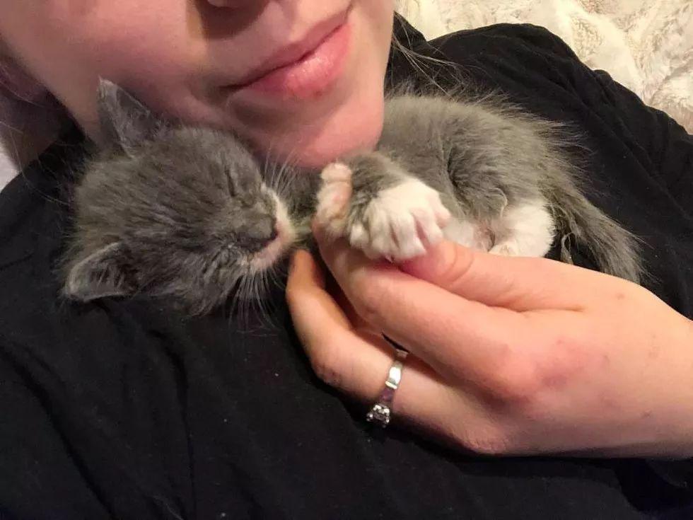 照顾小奶猫可谓十分辛苦, 但能看到这一幕再苦也值得!