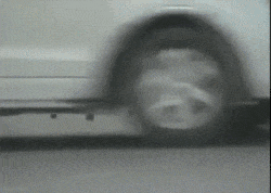 扔垃圾竟导致狗狗被割喉? 随手一个动作也许能挽救一条生命, 你愿意做吗?