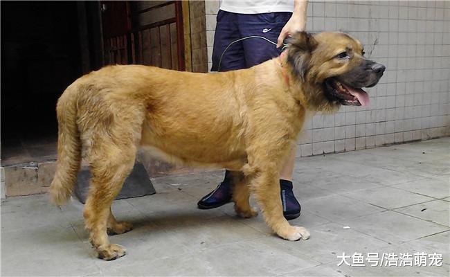 寿命特别短的5种狗狗, 第二个6至8年, 第五种最高的活6年