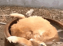 鸭子在水缸里游泳, 金毛担心它溺水, 拼命咬着脖子往外拖, 笑喷了