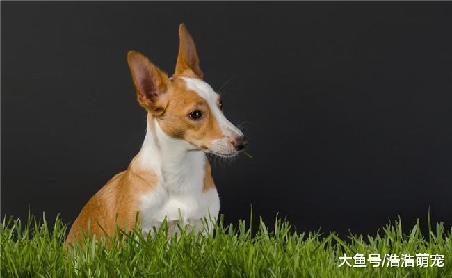 为什么狗狗会去吃草? 原因有五个, 看完涨知识了