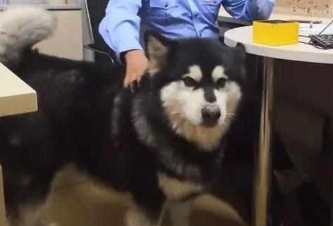 阿拉斯加趁乱溜进警局, 缠住女警官撒娇, 小模样笑哭众人