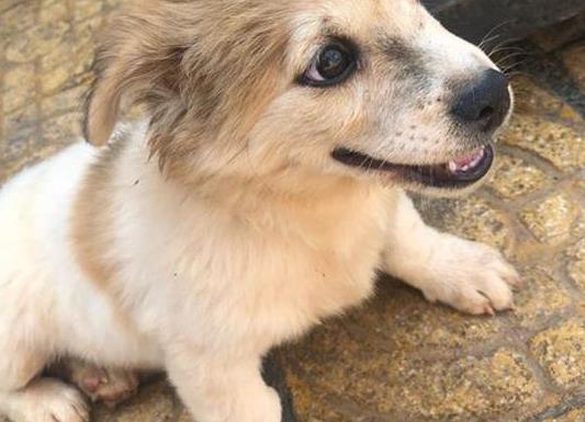 流浪小奶狗冻了一夜, 趴在地上瑟瑟发抖, 好心路人把它抱在怀里