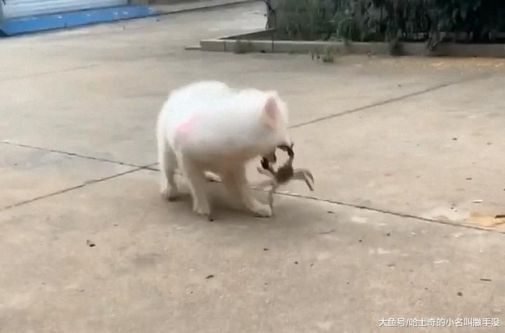 萨摩耶被螃蟹夹的嗷嗷的, 土狗碰都不碰, 比聪明还是中华田园犬