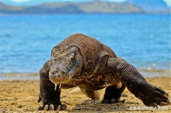 科莫多龙VS鳄鱼 两大顶级爬行杀手 谁更胜一筹?