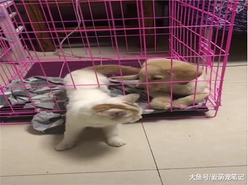 金毛: 不带我出去就算了, 还要踹我一脚, 网友: 全网混的最惨的汪