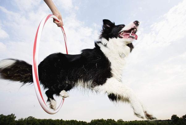 宠主们, 这5种难养的狗狗, 你们养过多少种? 养过的人都说难养!