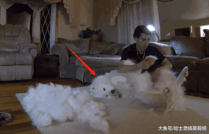 男子养了只大白狗, 让他头疼的却是“狗毛”: 养的是羊吧!