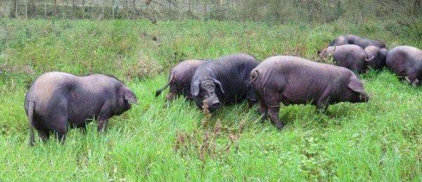 地球上10大最贵的猪, 第九来自中国, 第一价值6500万元