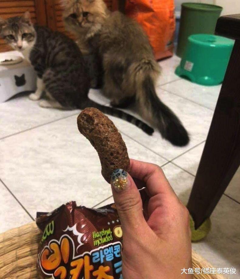 猫咪是宝藏, 是平淡生活里的引线, 把你变成易燃易爆品!