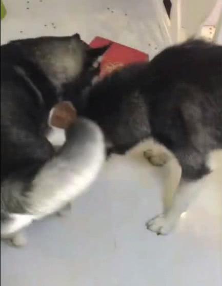 主人让哈士奇帮忙拆快递, 两只一起上, 网友大吼: 一看就不纯!