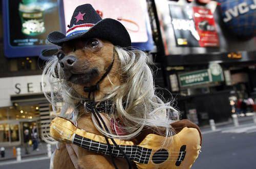 宠物易容术, 你是猴子派来的逗比吗?