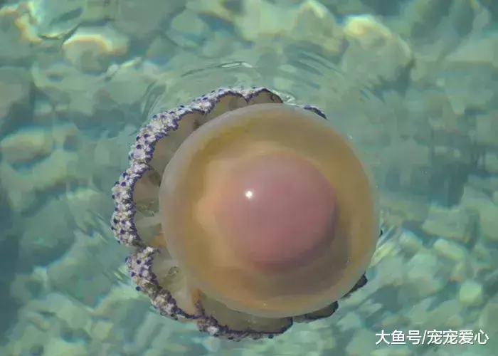 女子海边游玩, 看到水里飘着一个“荷包蛋”, 细看掉头就跑