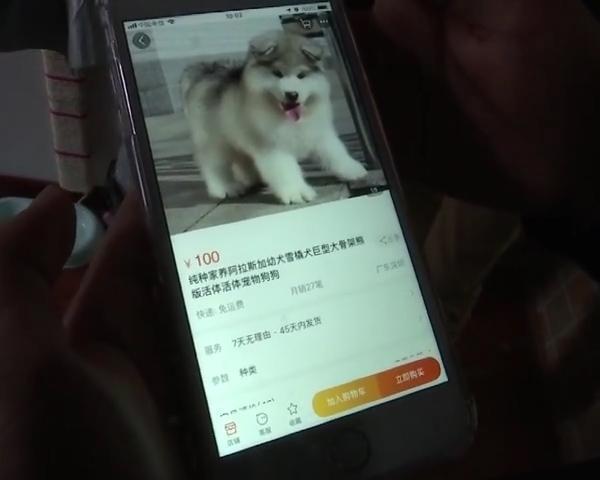 网上买活宠物运输很容易死亡, 遇到这个问题能咋办?