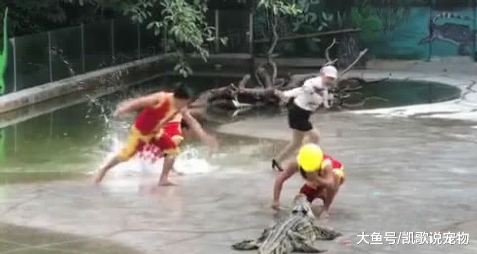 驯养师拉鳄鱼表演, 结果旁边小伙落水, 吓得所有人员连滚带爬