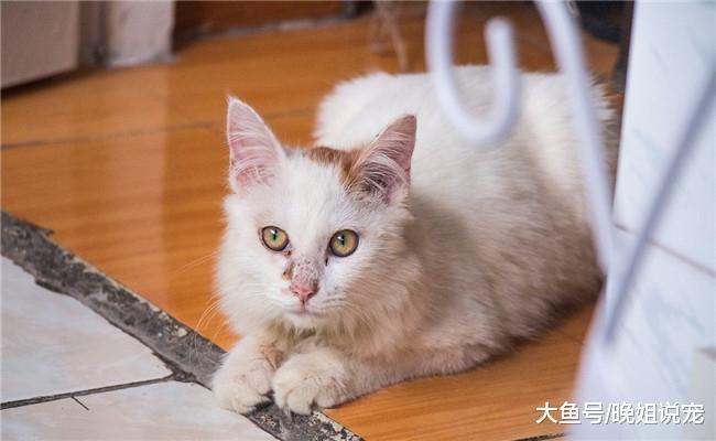 猫咪为什么会盯着睡着的主人看? 原因有四个, 看完长知识了