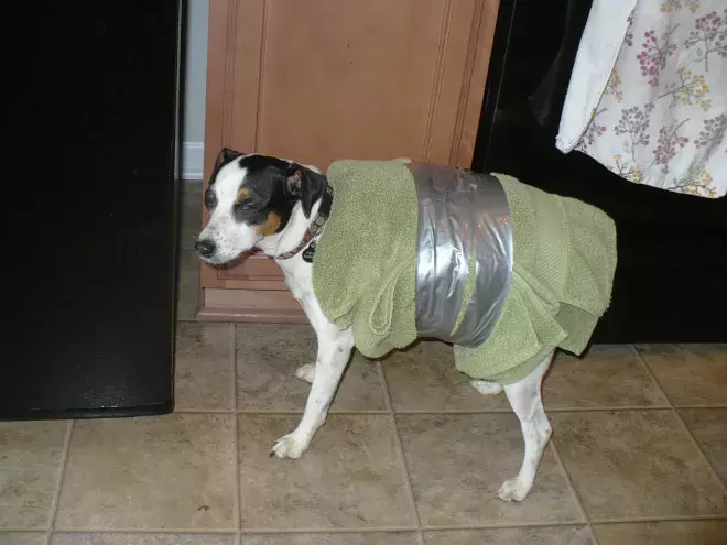 包裹得严严实实的可爱狗狗们