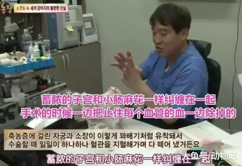 每天不停地被迫交配, 注射发情药物, 母狗们的命运何时能改变?