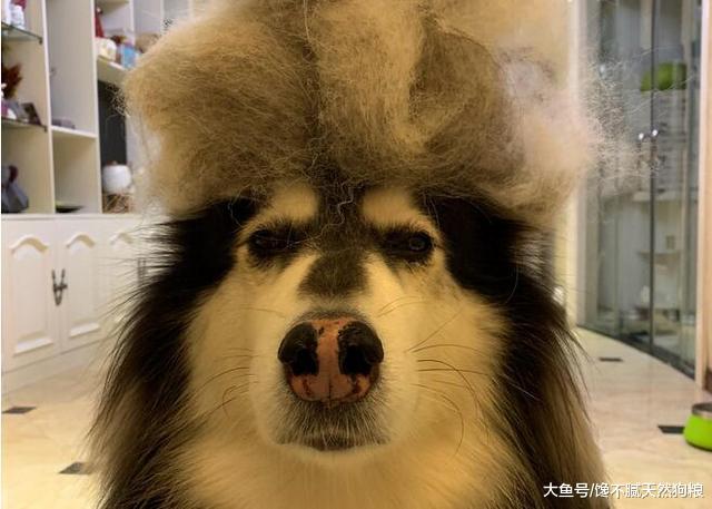 惩罚阿拉斯加犬时, 这5种方式不可取, 不然它会报复你!