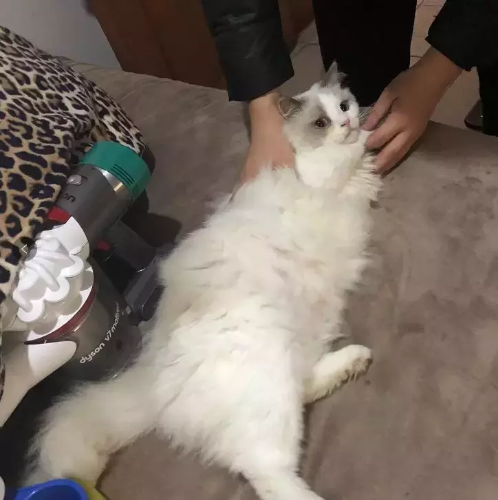 据我估计, 中国有60%的猫狗吃得太饱了, 然后得各种病