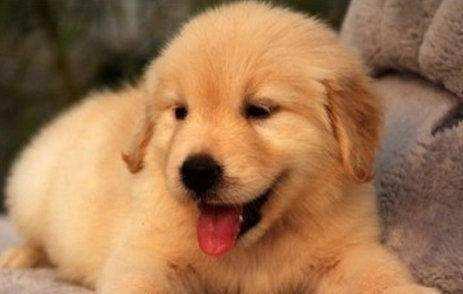 金毛犬真的好养吗? 不要被那些“谎言”骗了, 盘点它的5大缺点!