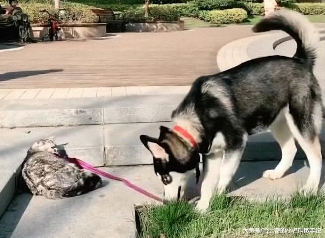 牵引绳拉着的时候, 二哈敢打猫, ? 牵引绳松开后, 二哈假装吃草