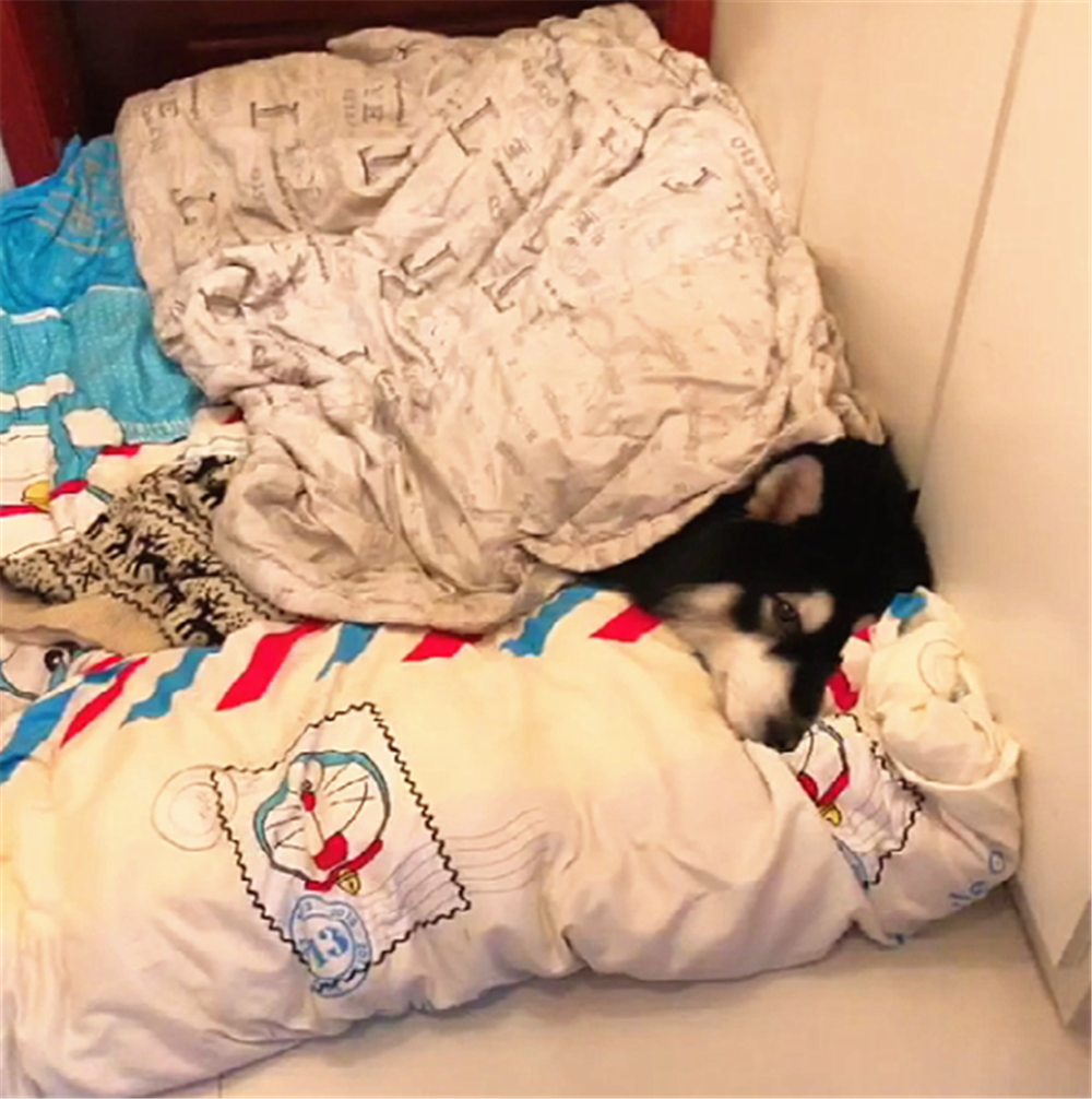 主人打游戏忘给狗铺床, 狗趴地上不肯闭眼, 狗: 别打了, 快铺床…