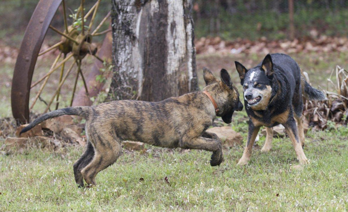 想要在城市里养好自己的狗, 作为主人的你, 这几点得做到