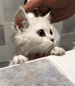 猫咪洗澡时不慎摔倒, 吓得大叫: 铲屎的, 快来护驾!