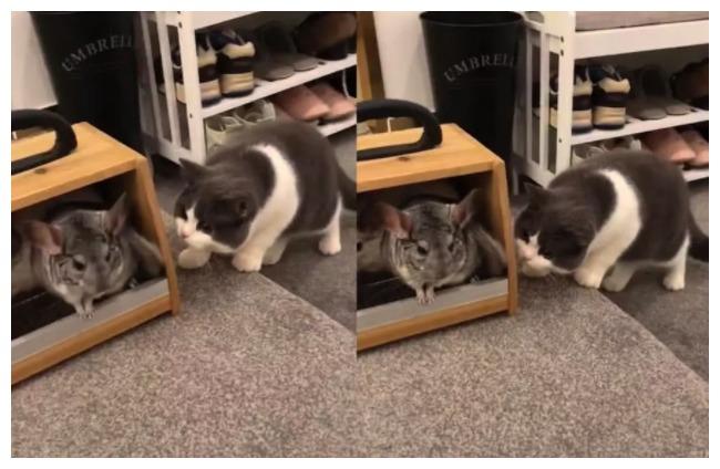 主人买了一只龙猫, 猫咪表示好奇: 亲, 听说你是我亲戚哈