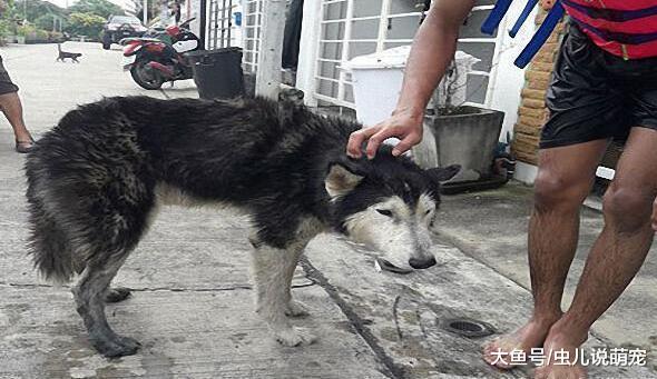 网友带二哈回农村老家, 二哈不小心掉到河沟了......