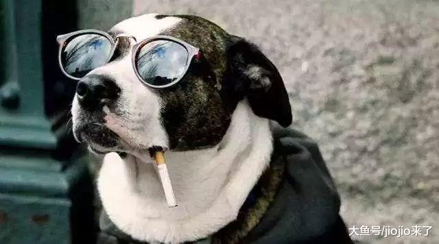 如何活得像一只狗——那些狗狗教会我们的事