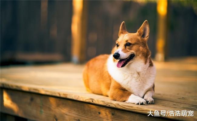 二哈生下一只小狗, 宠主见后失望了, 因为它有柯基的基因