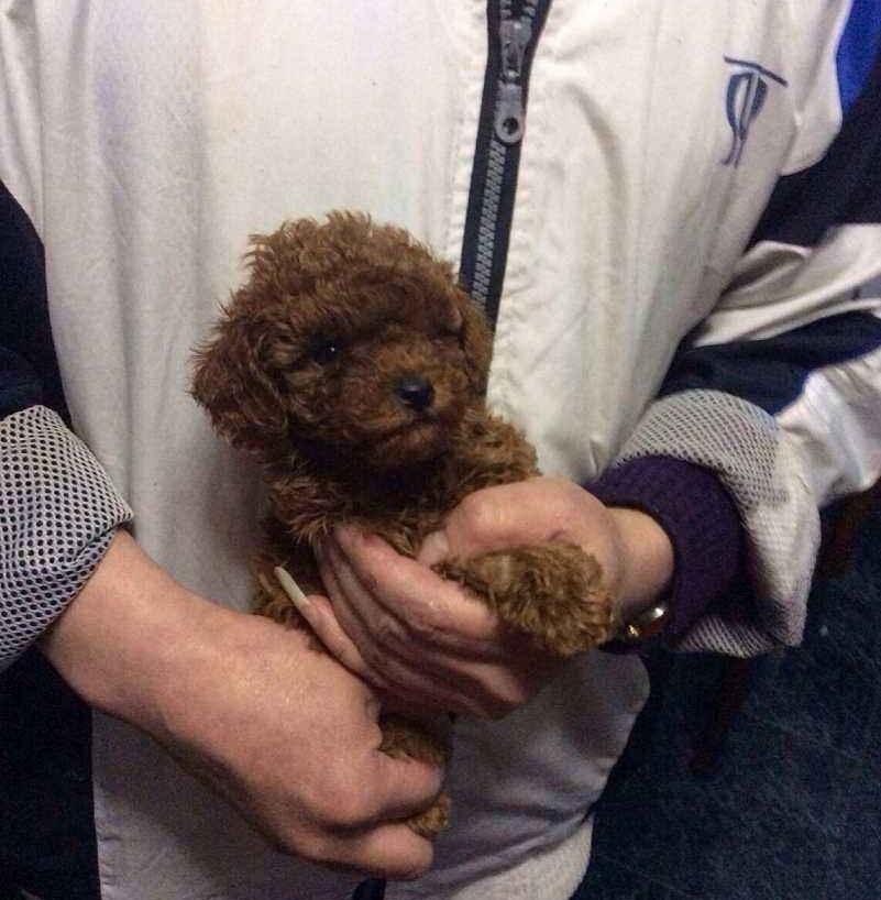 世界上最小的犬种吉娃娃体重1到3公斤, 为啥会有更小的茶杯犬?