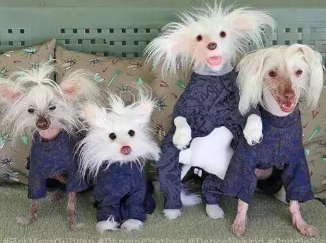 注意了, 这10种狗狗是真的怕冷!