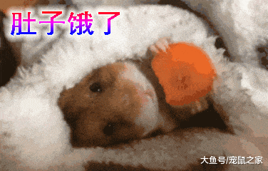 一文带你走进仓鼠世界: 仓鼠种类之叙利亚仓鼠(上)