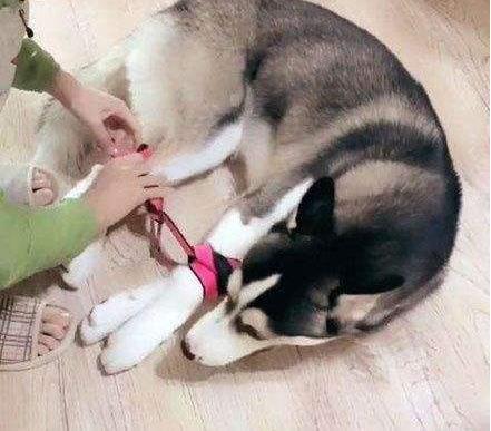 惩罚狗狗, 这5种行为最伤害狗狗, 聪明的铲屎官不会这么做