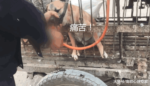 残忍! 为了多赚几十元, 狗贩竟给狗狂灌水增加重量