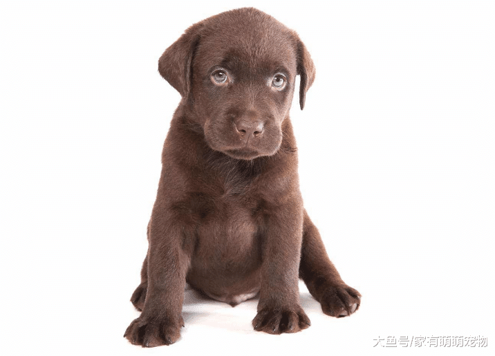 要想做一个合格的“铲屎官”, 每天要坚持这5件事, 你做到了么?