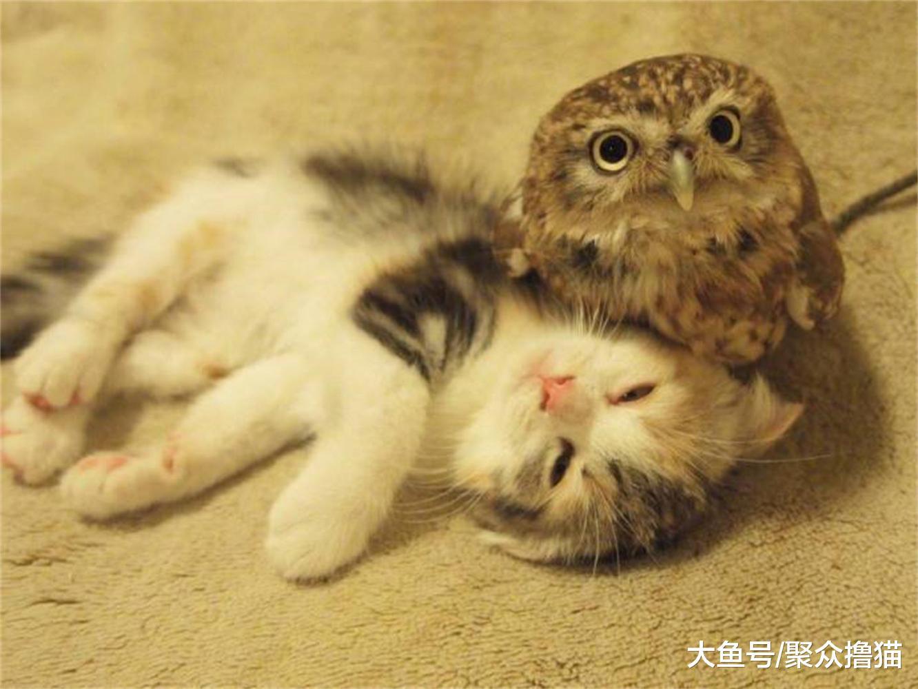 动物都有自己喜欢的玩具, 猫的玩具是小熊, 而猫头鹰的玩具是活的
