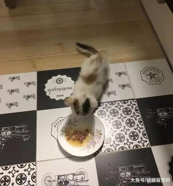 路遇一只流浪小猫“碰瓷”, 拽着男子的腿往上爬, 猫: 你是我主人