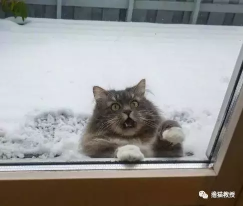 出门玩雪还是在家睡觉, 真是一个让猫无比纠结的问题