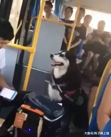 宠主带阿拉斯加坐公交车, 阿拉成为全车的焦点, 太可爱了