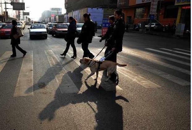 拉布拉多犬最聪明的狗之一, 有四件事你绝对不能对他做!