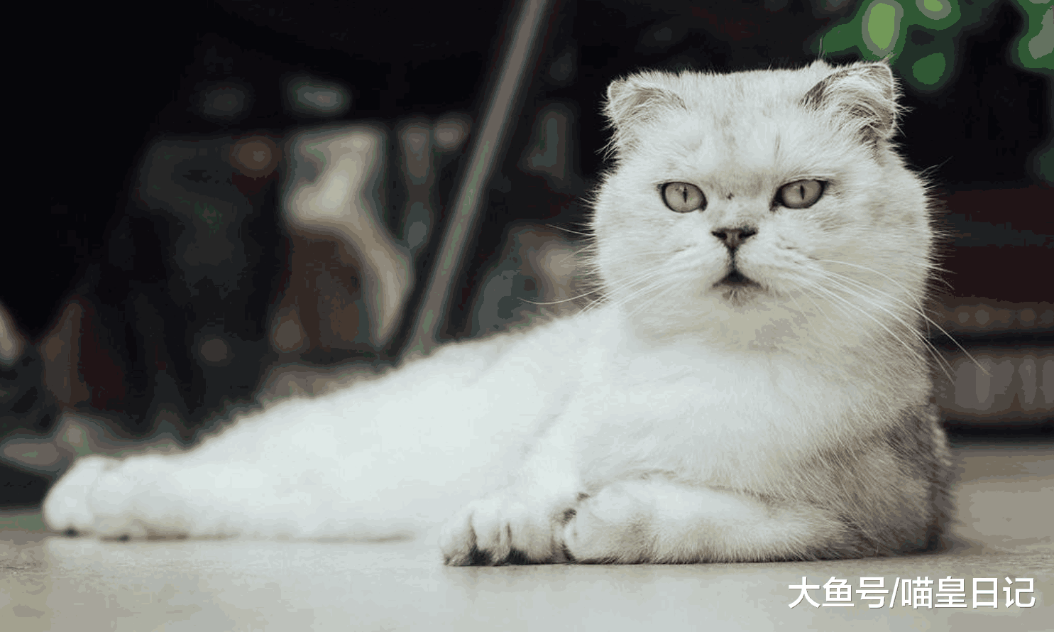 如果有人对你说不要养猫, 一点儿用都没有, 你就用这三点回怼他!
