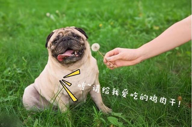 养狗的注意了, 千万别带这5类狗去宠物店, 容易被拒收哦