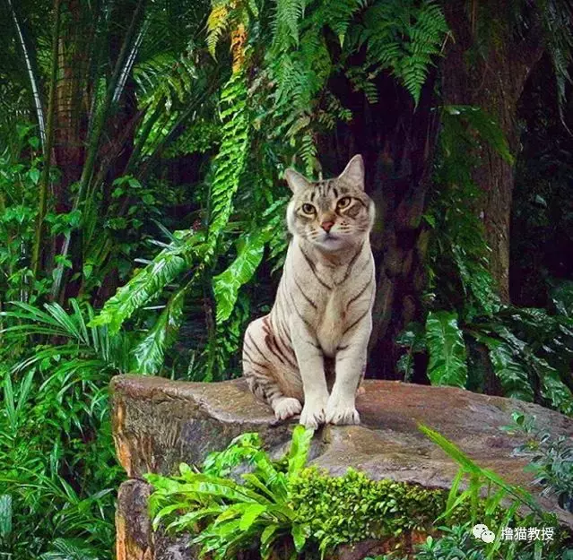这是什么沙雕猫咪混合物? 连猫都认不出自己啦