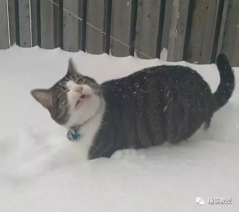 出门玩雪还是在家睡觉, 真是一个让猫无比纠结的问题